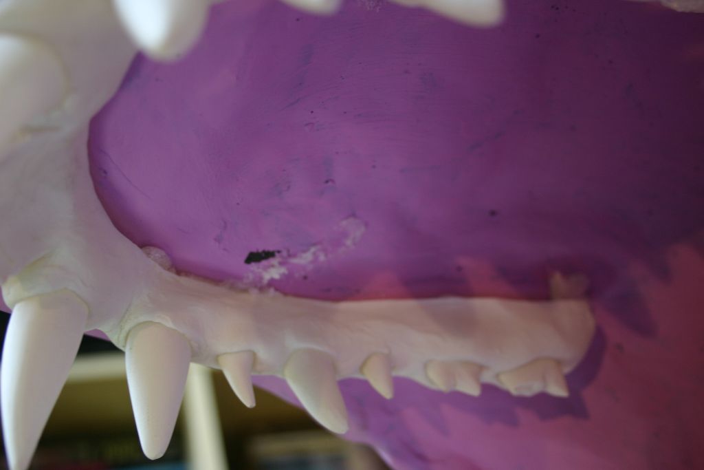 Attaching Teeth 5