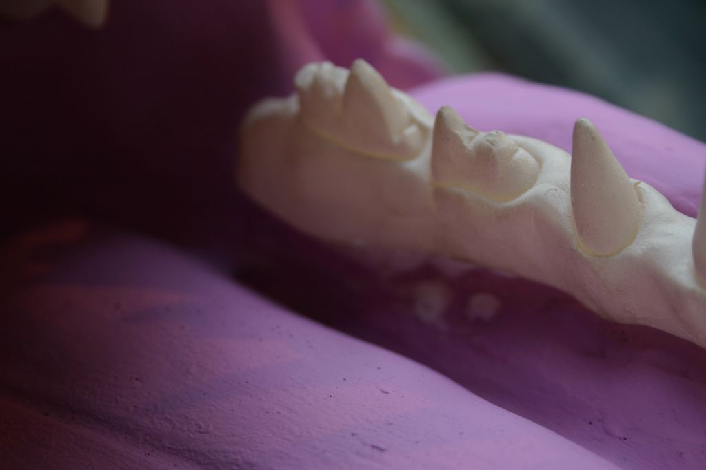 Attaching Teeth 7